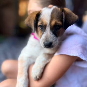 Blossom -  Cattle Dog Dog for Adoption in Bellingham, Washington - Blossom | PetCurious