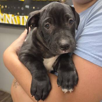 Crown Blackberry -  Terrier Dog for Adoption in St. Louis, Missouri - Crown Blackberry | PetCurious