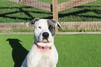 Rescue American Bulldog Dogs for Adoption in Chestertown, Maryland - Mango | PetCurious