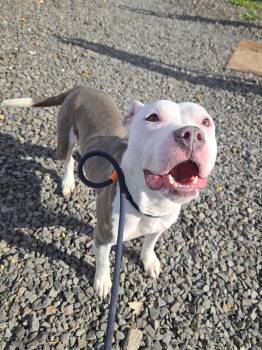 Rescue Pit Bull Terrier Dogs for Adoption in Trenton, New Jersey - Mercari | PetCurious