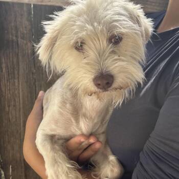 Ripley -  Maltese and Terrier Dog for Adoption in Sonoma, California - Ripley | PetCurious