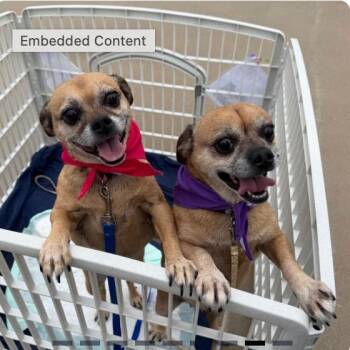 cutie pie -  Pug and Mixed Breed Dog for Adoption in Spring Hill, Kansas - Cutie Pie | PetCurious