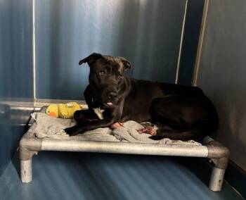 Sirius -  Mixed Breed Dog for Adoption in New York, New York - Sirius | PetCurious