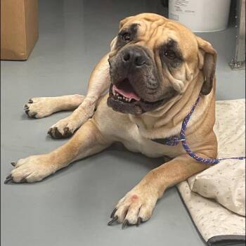 Mixed Breed Dogs Available for Adoption - Beulah | PetCurious