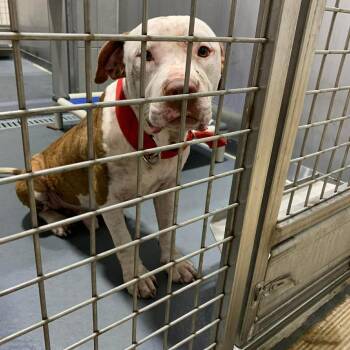 Arnold -  Pit Bull Terrier and Mixed Breed Dog for Adoption in Austin, Texas - Arnold | PetCurious
