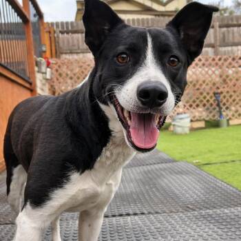 Xena -  Border Collie Dog for Adoption in Huntington, New York - Xena | PetCurious