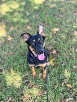 Rescue Shepherd and Mixed Breed Dogs for Adoption in Aiken, South Carolina - Hannah | PetCurious