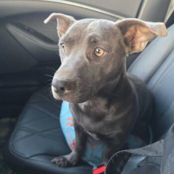 Pit Bull Terrier and Dachshund Dogs Available for Adoption in Chandler, Arizona - Trixi | PetCurious