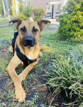 Rescue Mixed Breed Dogs for Adoption in Puyallup, Washington - Wolfie | PetCurious