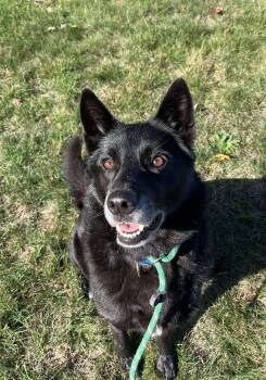 Rescue Shepherd Dogs for Adoption - Betty | PetCurious