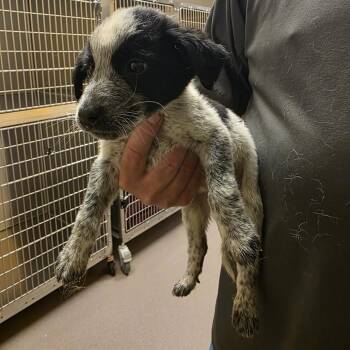 Stars -  Cattle Dog Dog for Adoption in Norman, Oklahoma - Stars | PetCurious