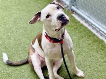 Rescue Terrier Dogs for Adoption in Brentwood, Missouri - OWEN | PetCurious