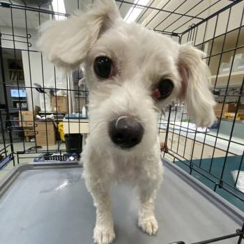 WAGS-Stray-22594 -  Poodle and Mixed Breed Dog for Adoption in Westminster, California - WAGS-Stray-22594 | PetCurious