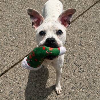 Sally -  Mixed Breed Dog for Adoption in Charleston, West Virginia - Sally | PetCurious