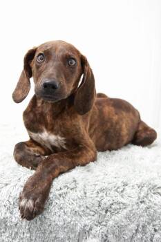 Dunn -  Hound Dog Available for Adoption in Loogootee, Indiana - Dunn | PetCurious