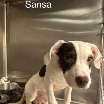 Sansa -  Mixed Breed Dog for Adoption in Knoxville, Tennessee - Sansa | PetCurious