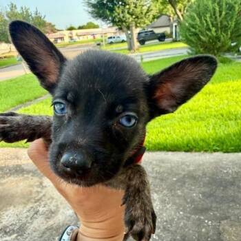 Charlotte Gyllenhammar -  Shepherd and Mixed Breed Dog for Adoption in Houston, Texas - Charlotte Gyllenhammar | PetCurious