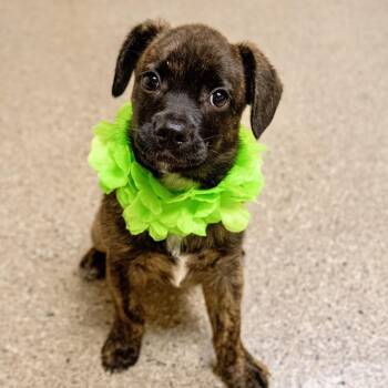 Labrador Retriever and Beagle Dogs Available for Adoption in Valparaiso, Indiana - Barbados | PetCurious