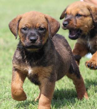 Rottweiler and Mixed Breed Dogs Available for Adoption in Temple, Texas - Cookie | PetCurious