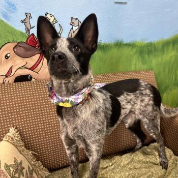 Olive -  Australian Cattle Dog Blue Heeler and Mixed Breed Dog for Adoption in Palestine, Texas - Olive | PetCurious