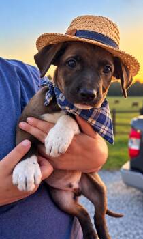 Duffy -  Catahoula Leopard Dog and Chocolate Labrador Retriever Dog for Adoption in Mount Laurel Township, New Jersey - Duffy | PetCurious