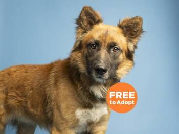 German Shepherd Dog and Mixed Breed Dogs Available for Adoption - OSO | PetCurious