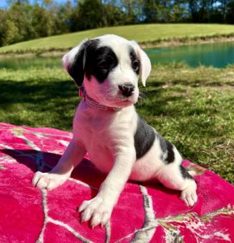 Jolene -  Boxer and Pointer Dog for Adoption in Pittsboro, North Carolina - Jolene | PetCurious