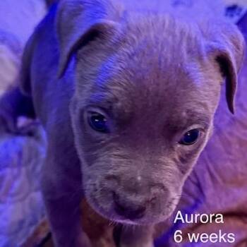 American Bully Dogs Available for Adoption - Aurora | PetCurious