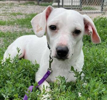 Casper -  Dachshund Dog for Adoption in Polson, Montana - Casper | PetCurious