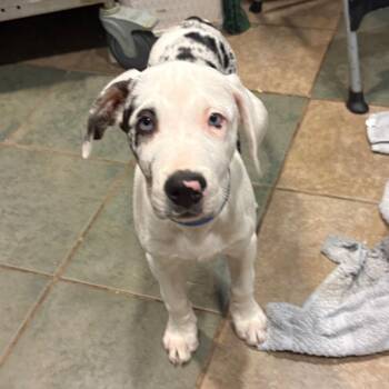 Mixed Breed Dogs Available for Adoption in Chattanooga, Tennessee - Scooby | PetCurious