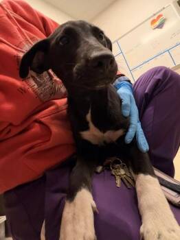 CIDER -  German Shepherd Dog and Mixed Breed Dog for Adoption in Baytown, Texas - CIDER | PetCurious