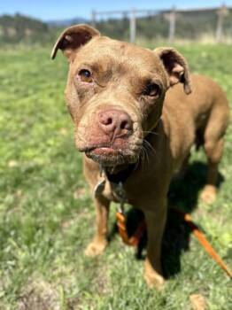 Beans -  Mixed Breed Dog for Adoption in Roseburg, Oregon - Beans | PetCurious