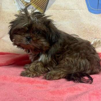 Shih Tzu Dogs Available for Adoption in Fort Collins, Colorado - Vegas Valley Leopard | PetCurious