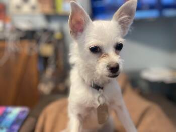 Rescue Terrier and Chihuahua Dogs for Adoption in Phoenix, Arizona - Teeny | PetCurious