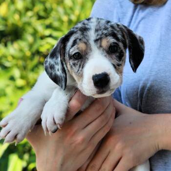 CT Broil avail Aug 15 (Tractor Supply- Putnam, CT) -  Australian Shepherd and Mixed Breed Dog for Adoption in Eastford, Connecticut - CT Broil Avail Aug 15 (Tractor Supply- Putnam, CT) | PetCurious