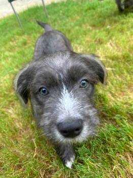 Ralphie -  Terrier Dog for Adoption in San Antonio, Texas - Ralphie | PetCurious