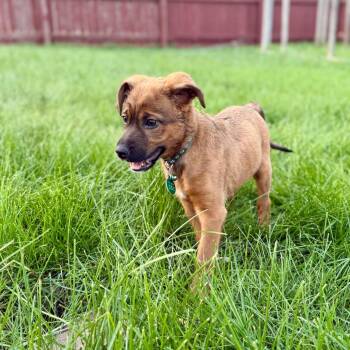 Rook -  Mixed Breed Dog for Adoption in Buffalo, Minnesota - Rook | PetCurious