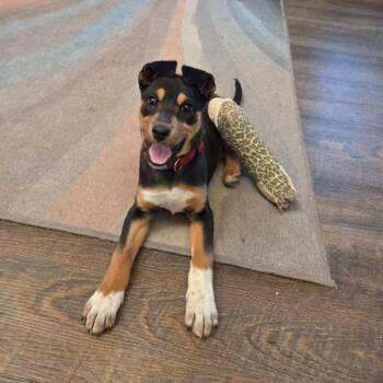 Cattle Dog and Mixed Breed Dogs Available for Adoption - Deandra-Dee Dee | PetCurious
