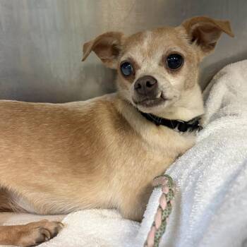 Jim Bob -  Chihuahua Dog for Adoption in Austin, Texas - Jim Bob | PetCurious