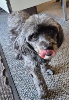 Poodle Dogs Available for Adoption - Pen 219 Diva | PetCurious