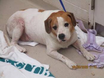 Brolly(882) -  Pit Bull Terrier and Beagle Dog for Adoption in Marietta, Georgia - Brolly(882) | PetCurious