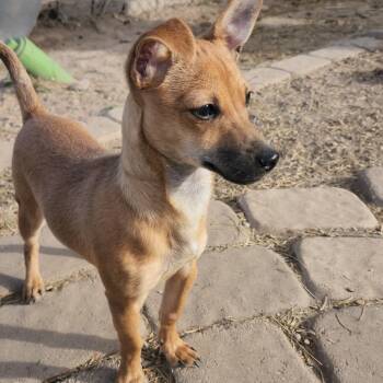 Chihuahua Dogs Available for Adoption - Tootsie | PetCurious