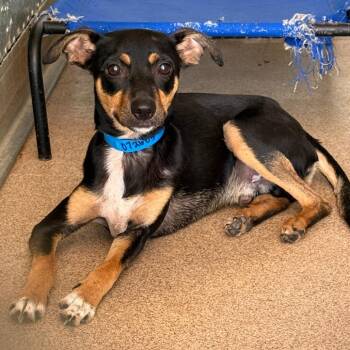Bert -  Chihuahua and Miniature Pinscher Dog for Adoption in Ardmore, Oklahoma - Bert | PetCurious