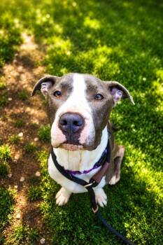 Ocean -  Pit Bull Terrier Dog for Adoption in White Oak, Pennsylvania - Ocean | PetCurious