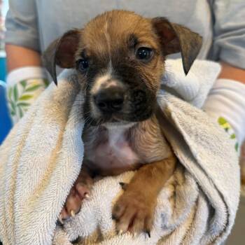Buster 062203A -  Boxer Dog for Adoption in Amory, Mississippi - Buster 062203A | PetCurious