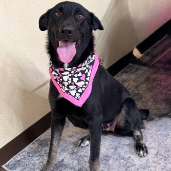 Lisa -  German Shepherd Dog and Mixed Breed Dog for Adoption in Brock, Texas - Lisa | PetCurious