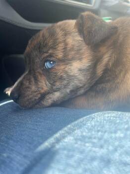 Mixed Breed Dogs Available for Adoption - Patrick | PetCurious