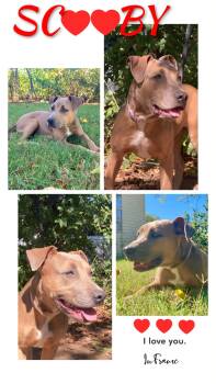 Rescue Pit Bull Terrier Dogs for Adoption in Lawton, Oklahoma - SCOOBY | PetCurious