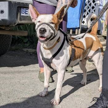 Pit Bull Terrier Dogs Available for Adoption - Cleopatra | PetCurious