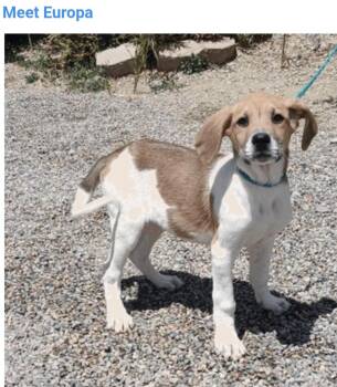 Europa -  Hound and English Pointer Dog for Adoption in Salt Lake City, Utah - Europa | PetCurious